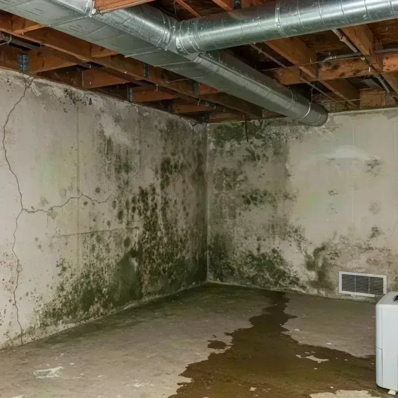 Professional Mold Removal in Henry County, IL